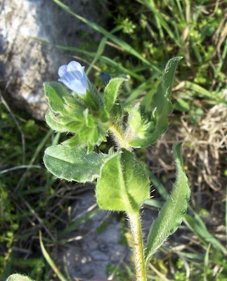 Echium parviflorum,
Small Flowered Bugloss,
Viperina parviflora