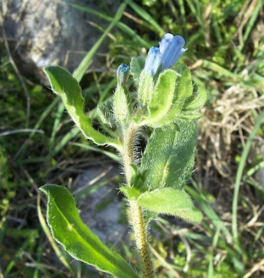Echium parviflorum,
Small Flowered Bugloss,
Viperina parviflora