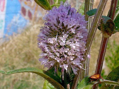 Fuller's teasel