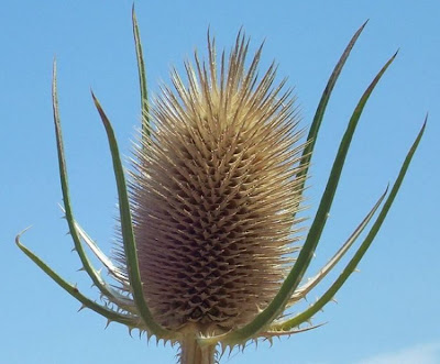 Fuller's teasel