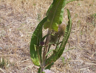 Fuller's teasel