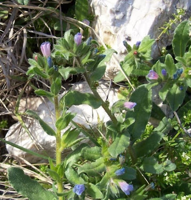 Echium parviflorum,
Small Flowered Bugloss,
Viperina parviflora