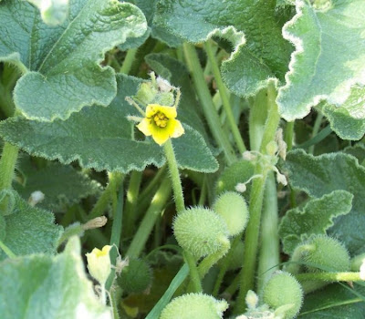 Ecballium elaterium,
Cocomero asinino,
momordique,
pepinillo del diablo,
pepino-selvagem,
Schizzatti,
Spritzgurke,
squirting cucumber,
squirting-cucumber