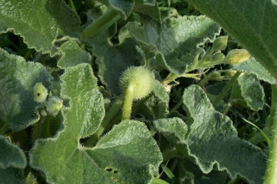 Ecballium elaterium,
Cocomero asinino,
momordique,
pepinillo del diablo,
pepino-selvagem,
Schizzatti,
Spritzgurke,
squirting cucumber,
squirting-cucumber