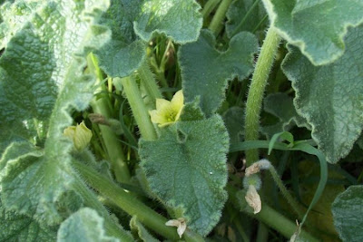 Ecballium elaterium,
Cocomero asinino,
momordique,
pepinillo del diablo,
pepino-selvagem,
Schizzatti,
Spritzgurke,
squirting cucumber,
squirting-cucumber