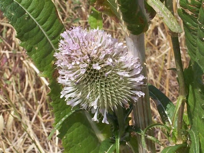 Fuller's teasel