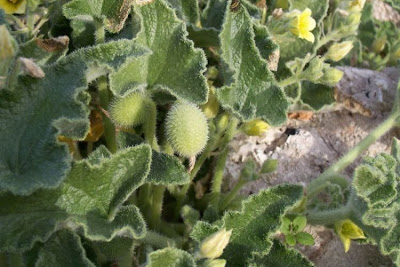 Ecballium elaterium,
Cocomero asinino,
momordique,
pepinillo del diablo,
pepino-selvagem,
Schizzatti,
Spritzgurke,
squirting cucumber,
squirting-cucumber