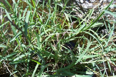 Echinochloa colona,
armil&aacute;;n,
awnless barnyard grass,
bl&eacute; du Dekkan,
capim-arroz,
capim-da-col&ocirc;nia,
capituva,
corn panic grass,
Deccan grass,
Giavone meridionale,
jungle rice,
jungle ricegrass,
jungle-rice,
junglerice