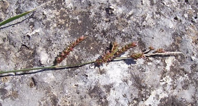 Echinochloa colona,
armil&aacute;;n,
awnless barnyard grass,
bl&eacute; du Dekkan,
capim-arroz,
capim-da-col&ocirc;nia,
capituva,
corn panic grass,
Deccan grass,
Giavone meridionale,
jungle rice,
jungle ricegrass,
jungle-rice,
junglerice