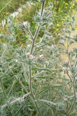 Echium asperrimum,
rough Italian-bugloss,
Viperina ruvidissima