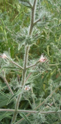 Echium asperrimum,
rough Italian-bugloss,
Viperina ruvidissima