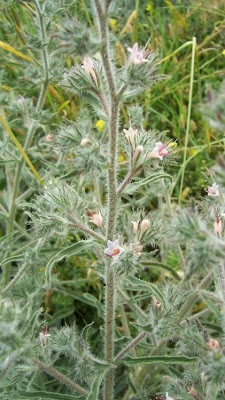 Echium asperrimum,
rough Italian-bugloss,
Viperina ruvidissima