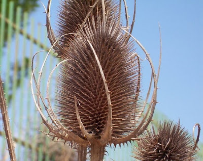 Fuller's teasel