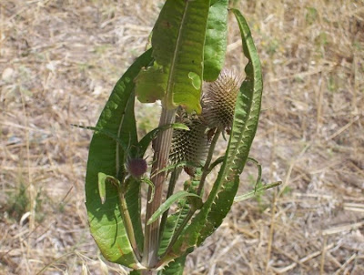 Fuller's teasel