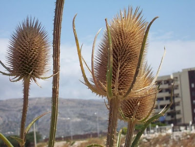 Fuller's teasel