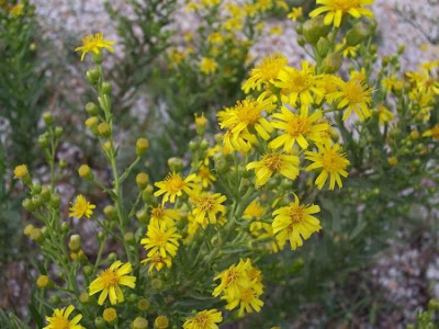 False yellowhead False yellowhead