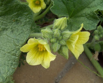 Ecballium elaterium,
Cocomero asinino,
momordique,
pepinillo del diablo,
pepino-selvagem,
Schizzatti,
Spritzgurke,
squirting cucumber,
squirting-cucumber
