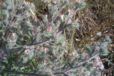 Echium asperrimum,
rough Italian-bugloss,
Viperina ruvidissima