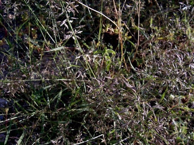 Candy grass Candy grass