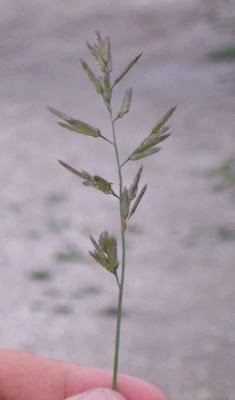 Candy grass Candy grass