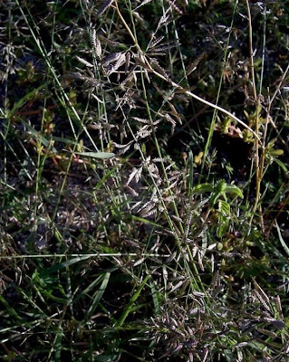 Candy grass Candy grass