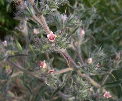 Echium asperrimum,
rough Italian-bugloss,
Viperina ruvidissima