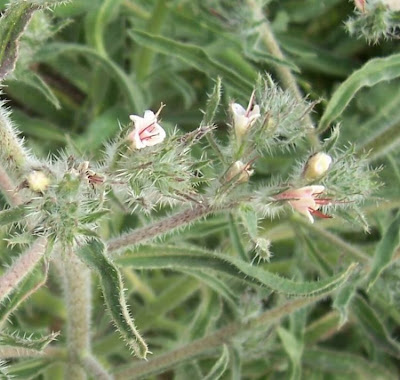 Echium asperrimum,
rough Italian-bugloss,
Viperina ruvidissima