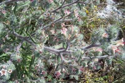 Echium asperrimum,
rough Italian-bugloss,
Viperina ruvidissima