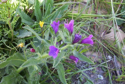 Echium plantagineum,
bloudissel,
blueweed,
Paterson's-curse,
pers-echium,
purple echium,
purple viper's-bugloss,
purple-bugloss,
Riverina bluebell,
Salvation Jane,
sonaja,
Viper's Bugloss,
viper's-bugloss,
Viperina piantagginea