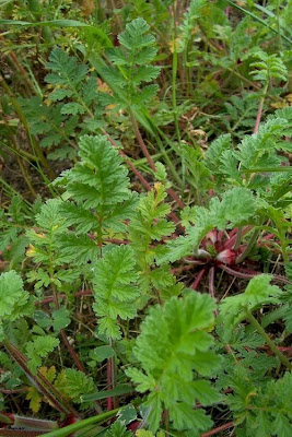 Common stork's bill Common stork's bill