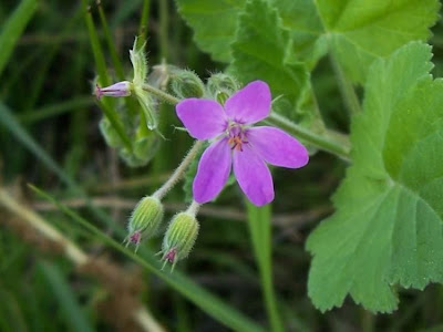 Malvenbl�ttriger Reiherschnabel
