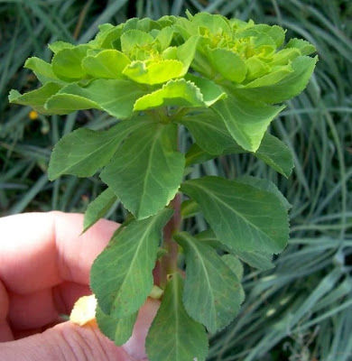 Euforbia calenzuola Euforbia calenzuola