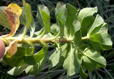 Euforbia calenzuola Euforbia calenzuola