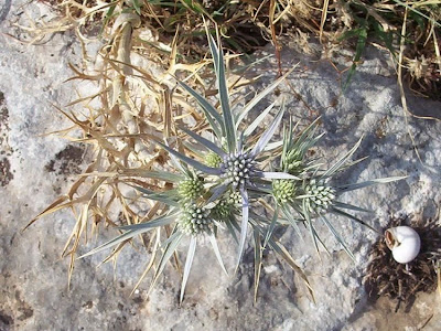Calcatreppola ametistina