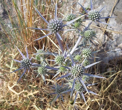 Calcatreppola ametistina