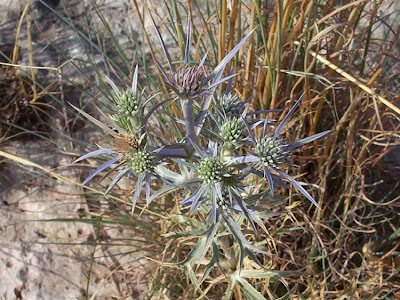 Calcatreppola ametistina