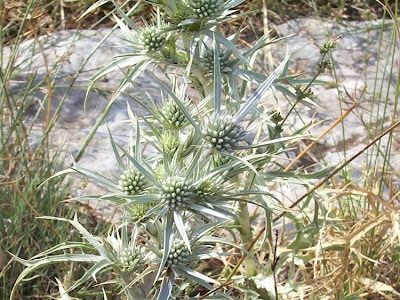 Calcatreppola ametistina