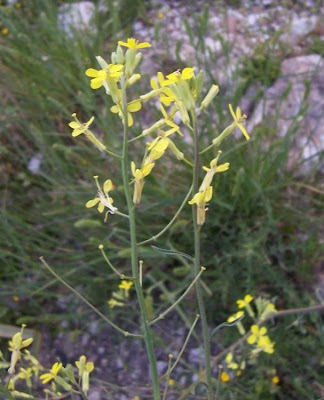 Big-stylus Erysimum Big-stylus Erysimum