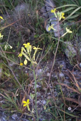 Big-stylus Erysimum Big-stylus Erysimum