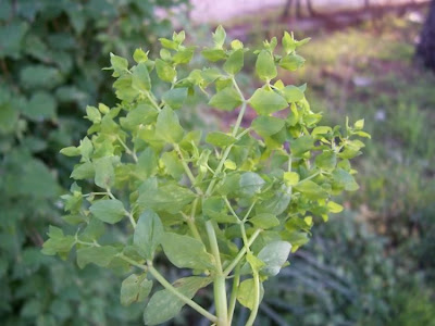 Alfavaca-venenosa Alfavaca-venenosa
