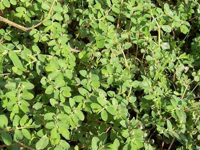 Euforbia prostrata