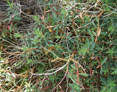 Euforbia spinosa