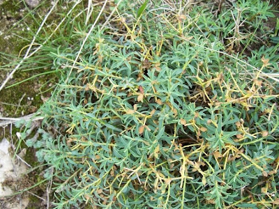Euforbia spinosa