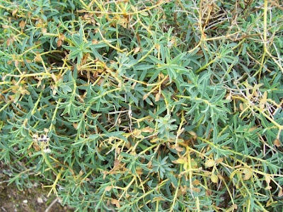 Euforbia spinosa