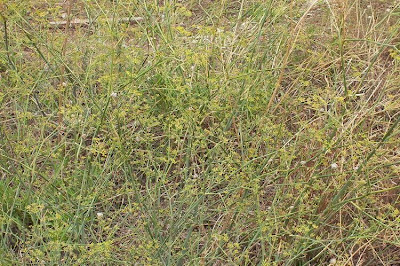 Fenchel Fenchel