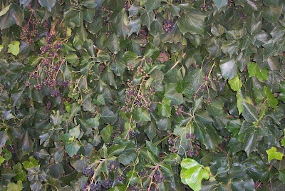 Hedera helix L.