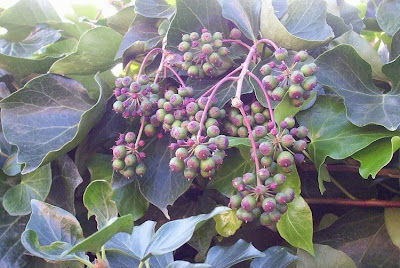 Hedera helix L.
