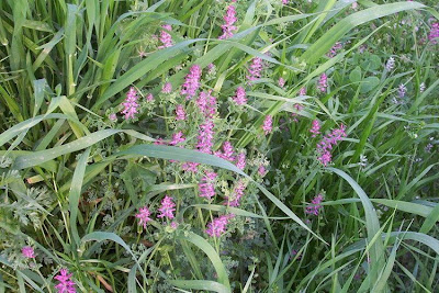 Common fumitory Common fumitory