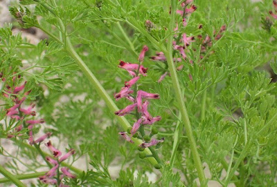 Common fumitory Common fumitory