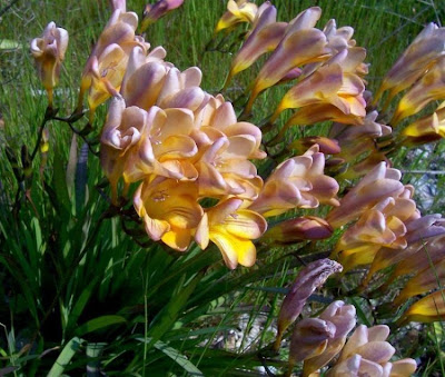 Freesia refracta (Jacq.) Klatt